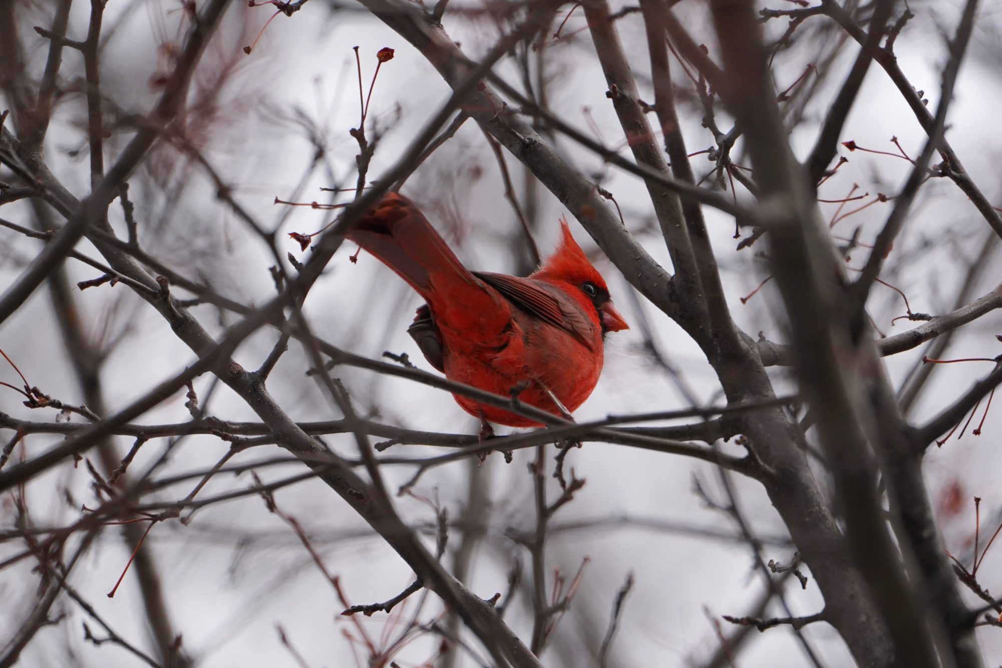 Northern Cardinal