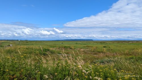 Boundary Bay scenery