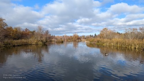 Reifel pond