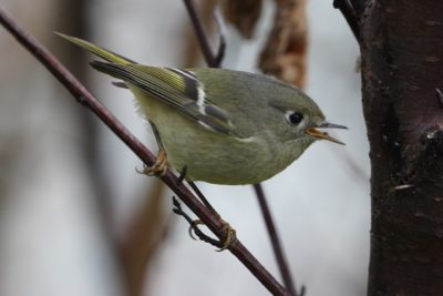 Ruby-crowned Kinglet