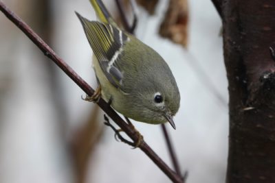 Ruby-crowned Kinglet