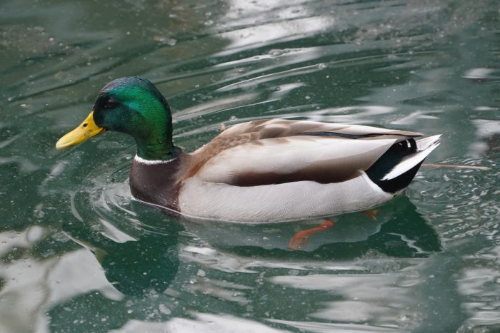 Mallard Duck