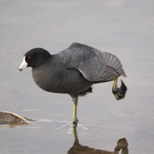 American Coot
