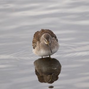 Long-billed Dowitcher