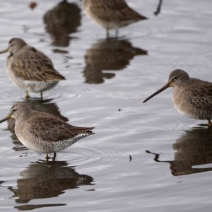 Long-billed Dowitchers