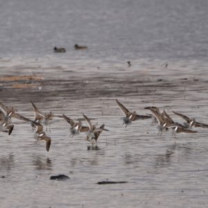 Long-billed Dowitchers