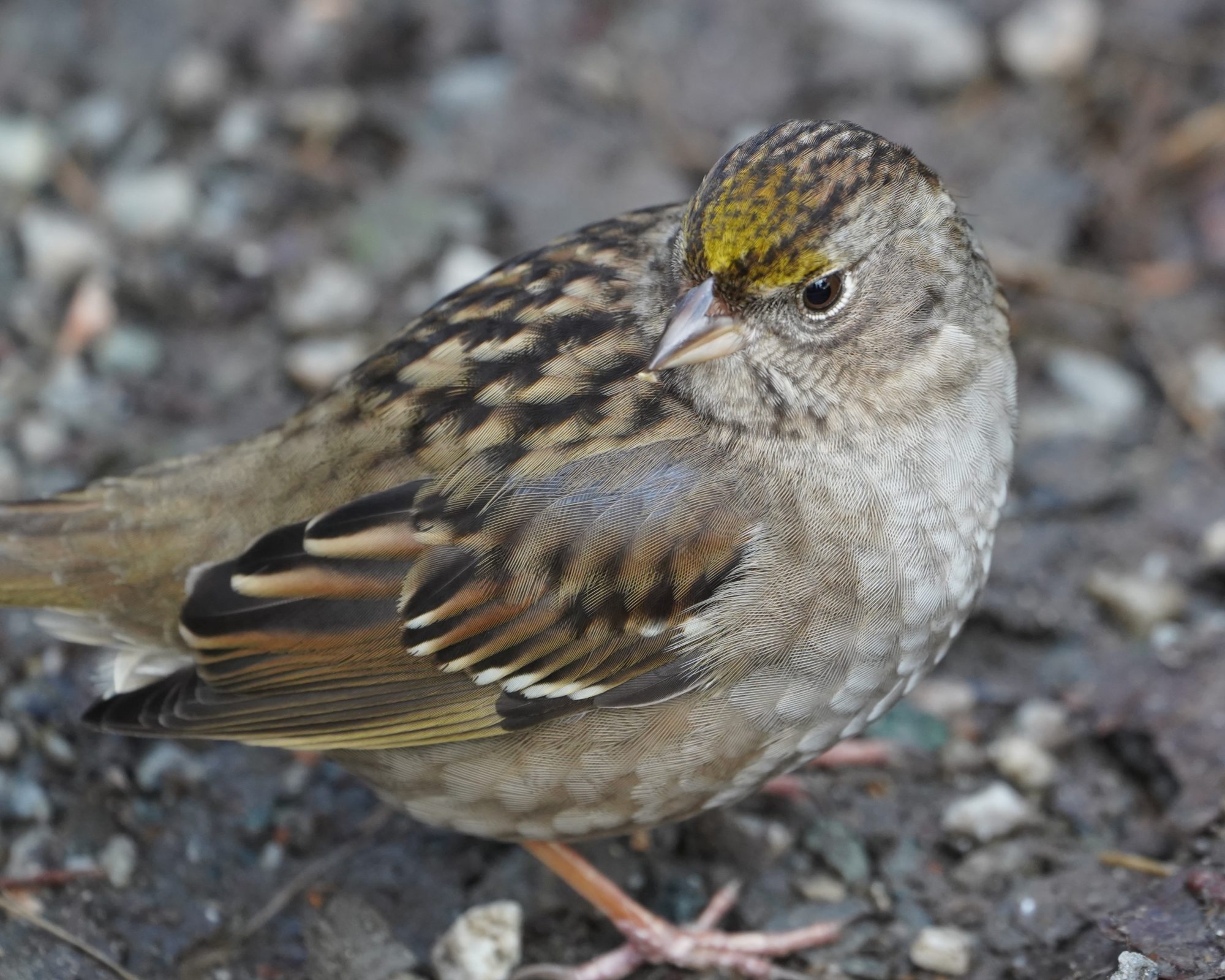 Golden-crowned Sparrow