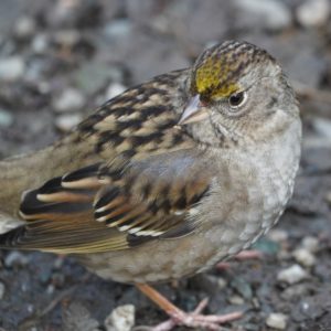 Golden-crowned Sparrow