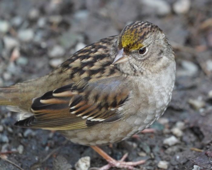 Golden-crowned Sparrow