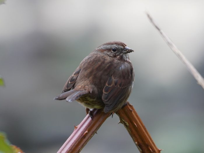 Song Sparrow