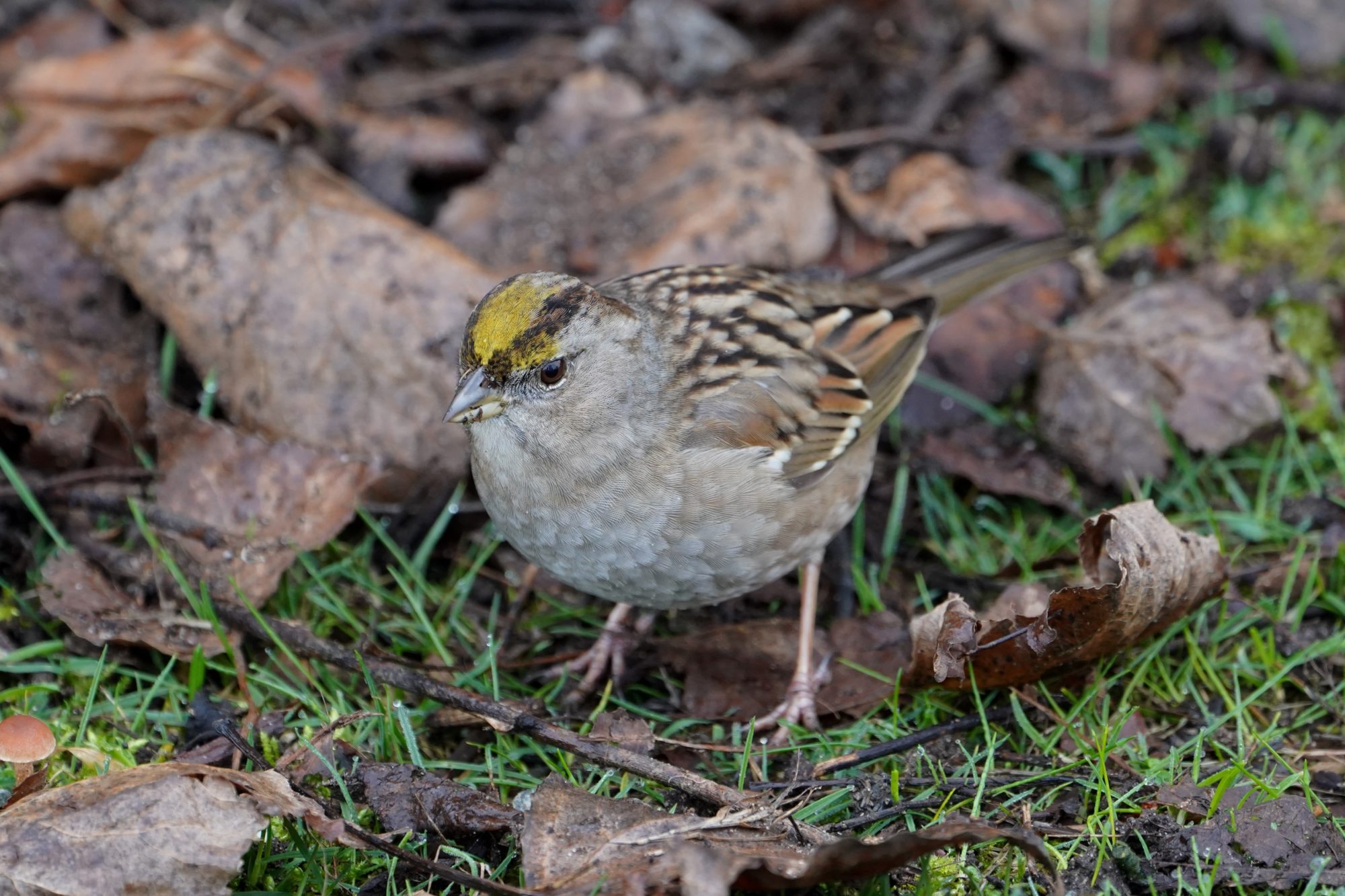 Golden-crowned Sparrow