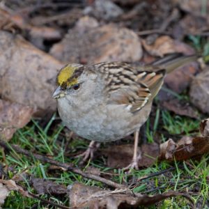 Golden-crowned Sparrow