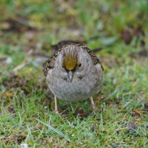 Golden-crowned Sparrow