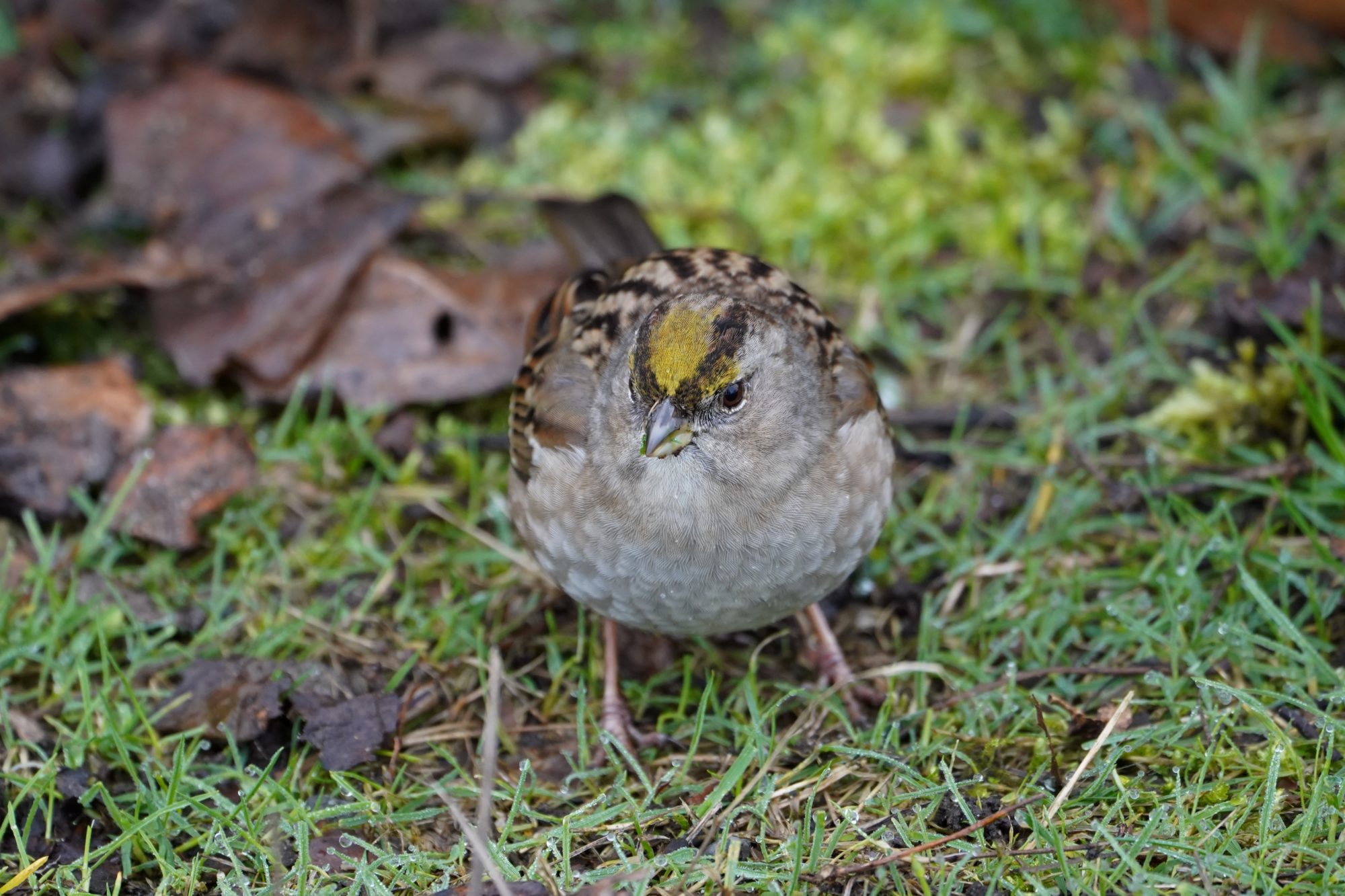 Golden-crowned Sparrow