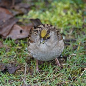 Golden-crowned Sparrow