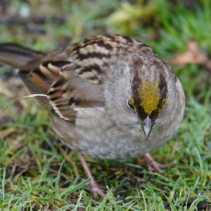 Golden-crowned Sparrow