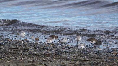 Sanderlings and Dunlins