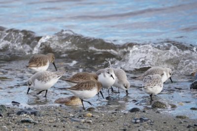 Sanderlings and Dunlins