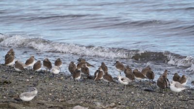 Dunlins