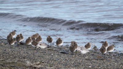 Dunlins