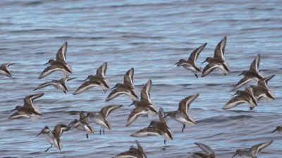 Dunlins in flight