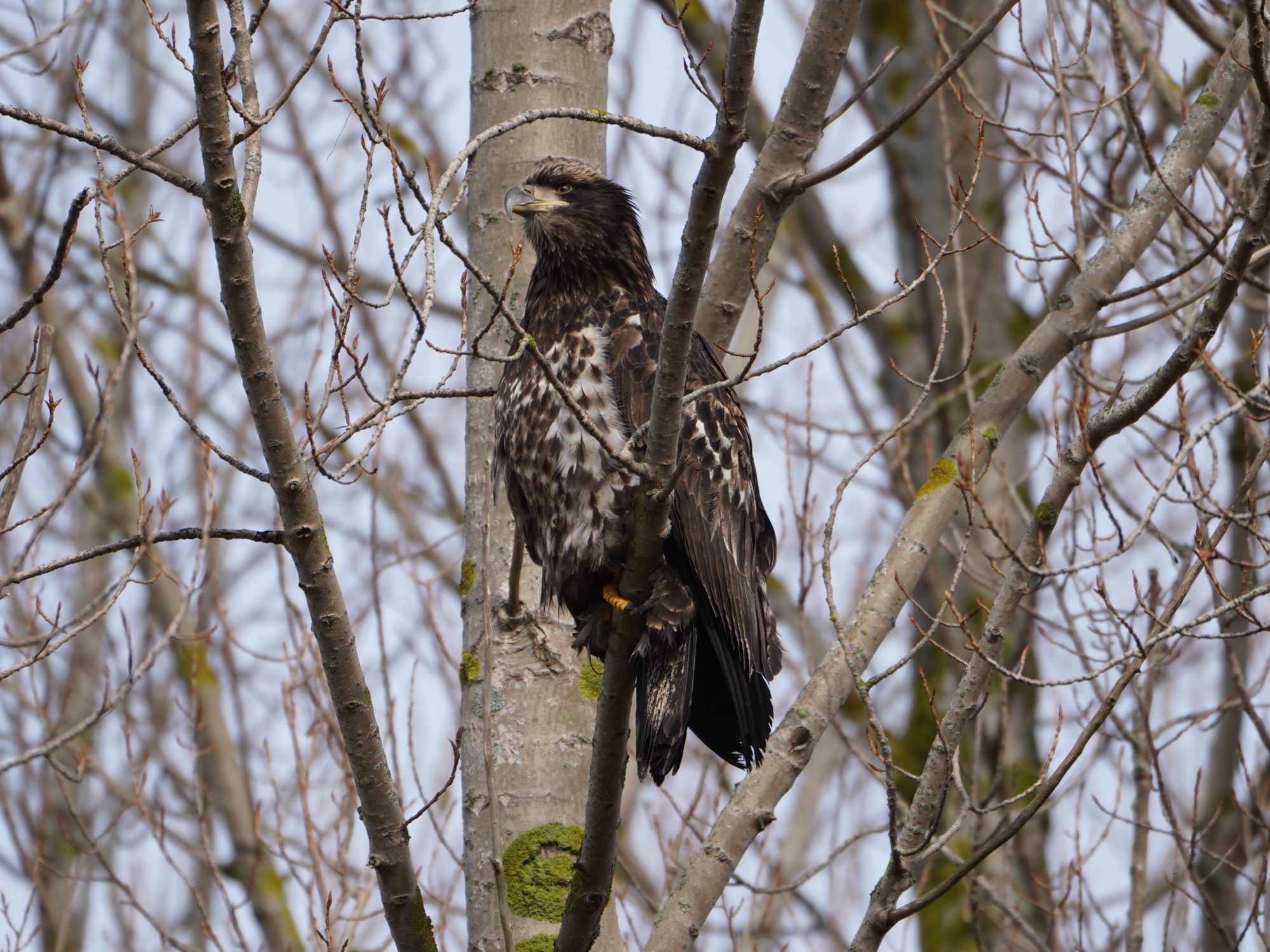 Immature Bald Eagle