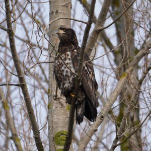 Immature Bald Eagle