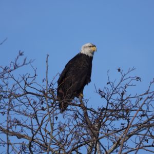 Bald Eagle