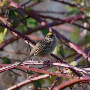 Golden-crowned Sparrow