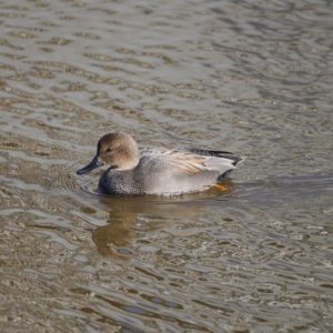 Gadwall