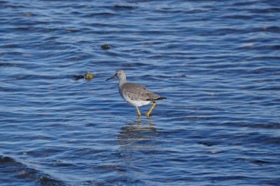 Greater Yellowlegs