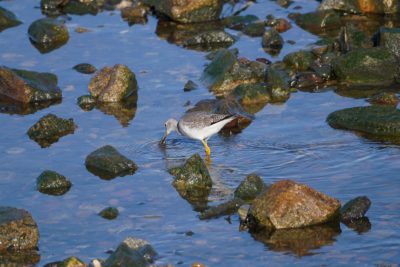 Greater Yellowlegs