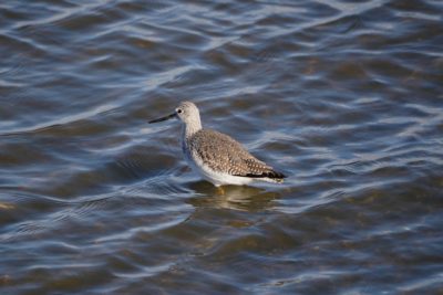 Greater Yellowlegs