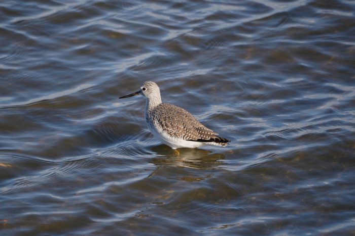 Greater Yellowlegs
