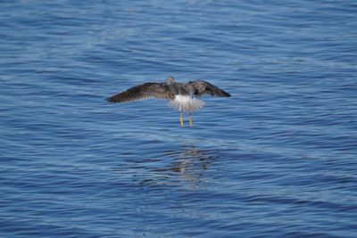 Greater Yellowlegs