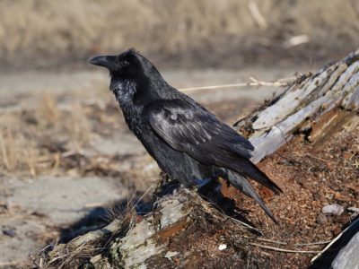 Common Raven