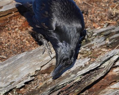 Common Raven