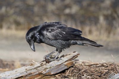 Common Raven