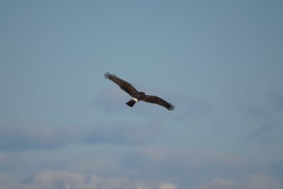 Northern Harrier