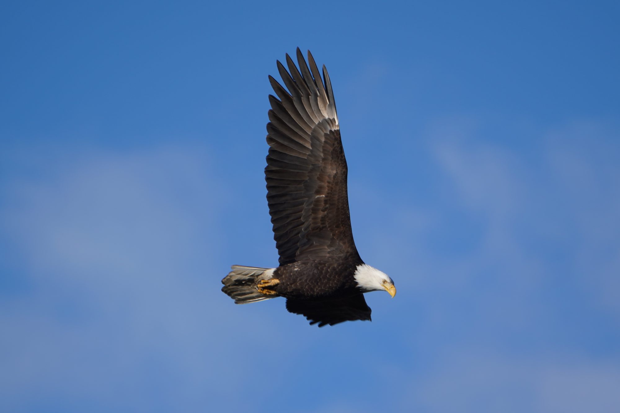 Bald Eagle