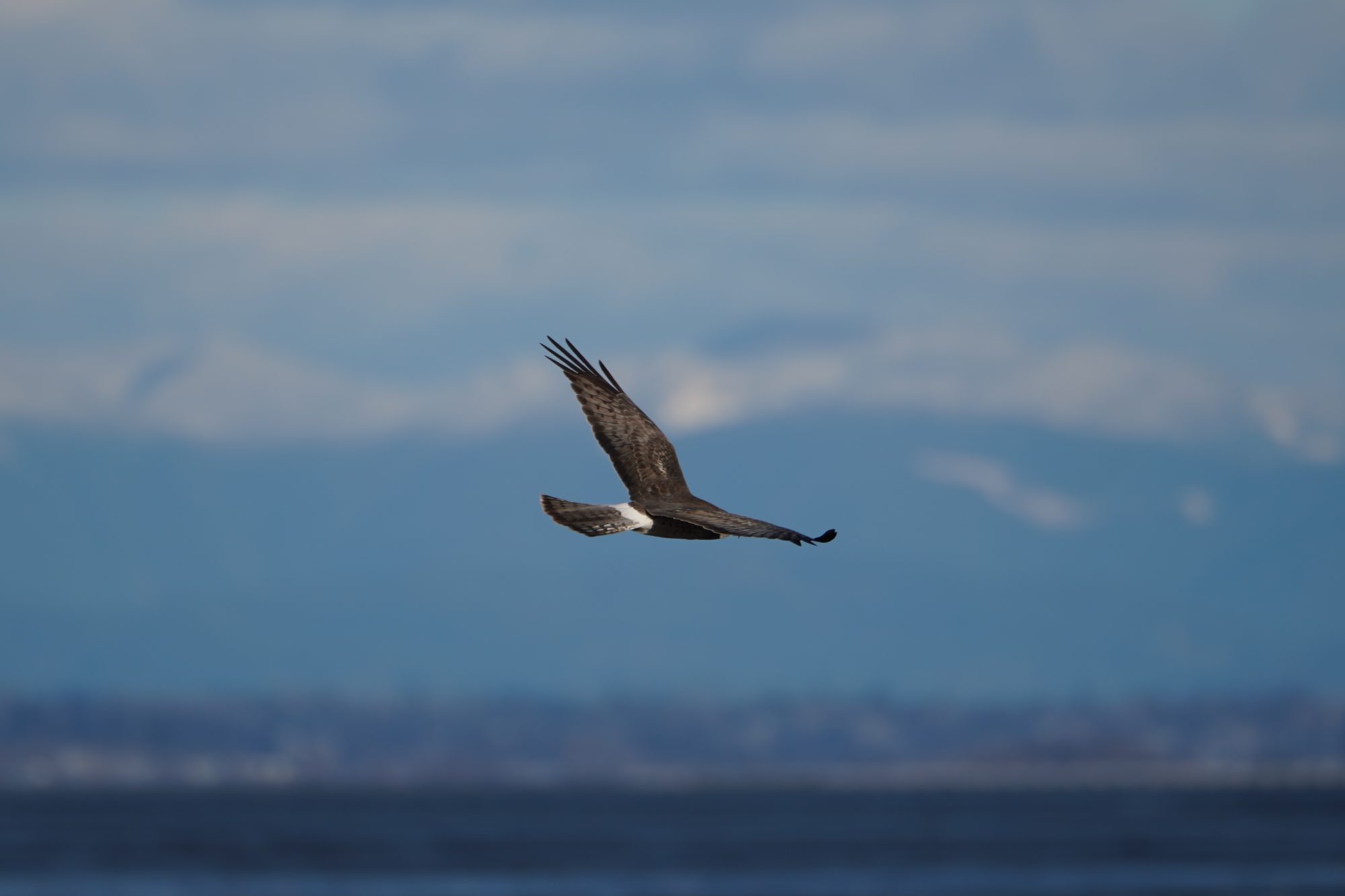 Northern Harrier