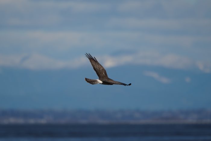 Northern Harrier
