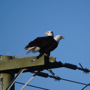 Bald Eagles