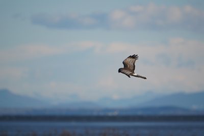Northern Harrier