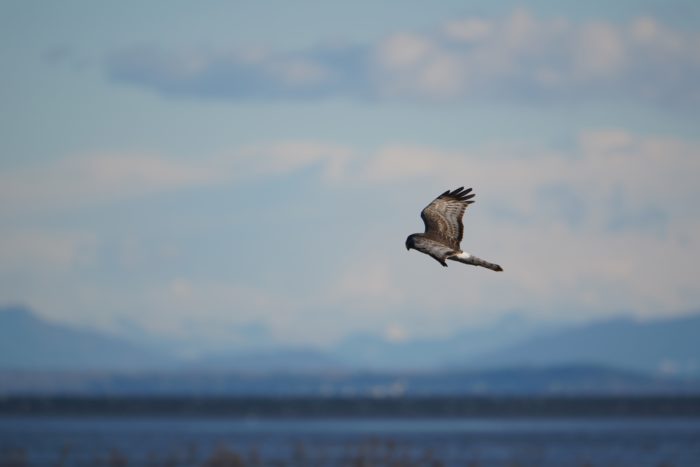 Northern Harrier