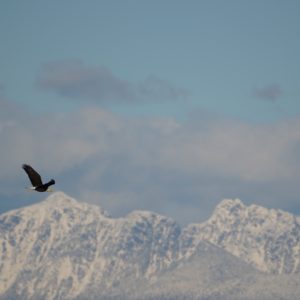 Bald Eagle flying in front of mountains