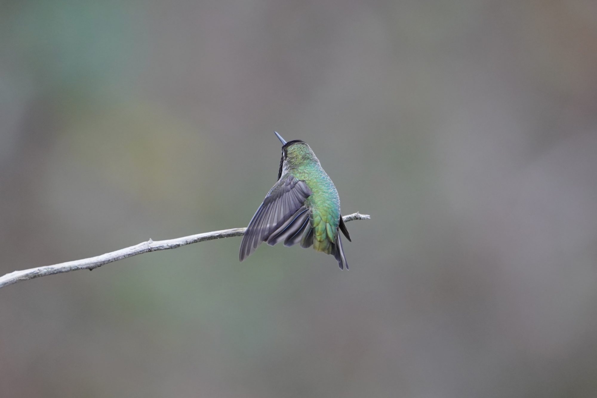 Anna's Hummingbird