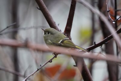 Ruby-crowned Kinglet