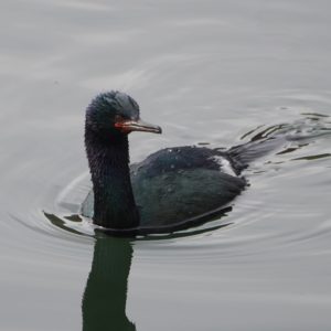Pelagic Cormorant