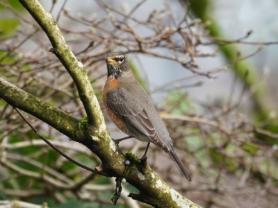 American Robin